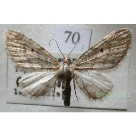 Eupithecia lariciata (Freyer, 1841) Czech70